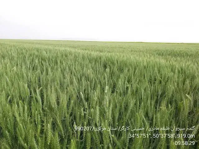 گندم سیروان درجه یک بوجاری شده موجود|حیوانات مزرعه|دشت ذهاب, |دیوار