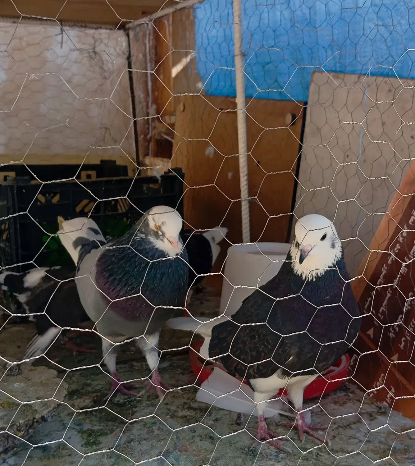 کبوتر   ابلق.|پرنده|اصفهان, باغ زرشک|دیوار