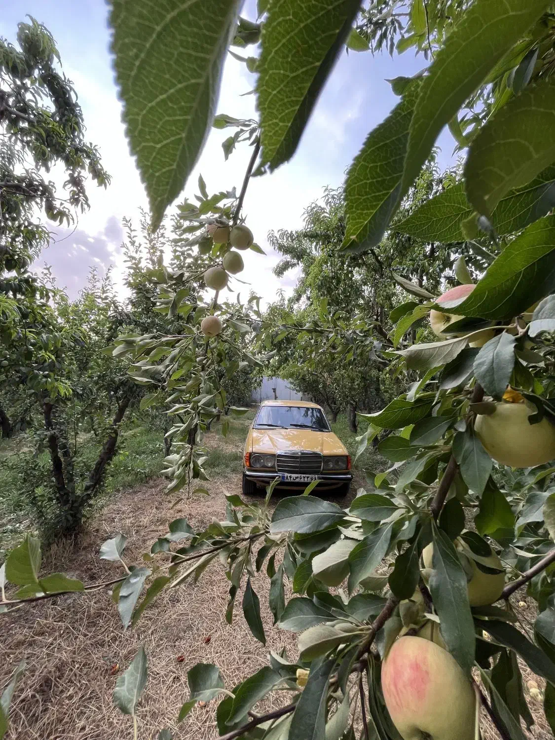 بنز کلاسیک ۲۳۰ دانشجویی|خودرو کلاسیک|کرج, حصارک بالا|دیوار
