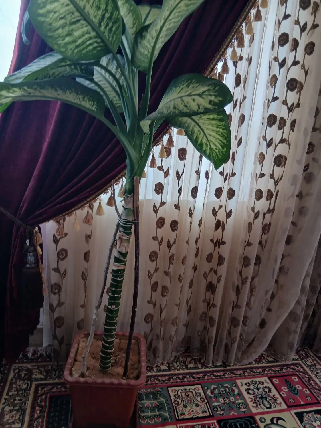 گل دیفن|گل و گیاه طبیعی|فارسان, |دیوار