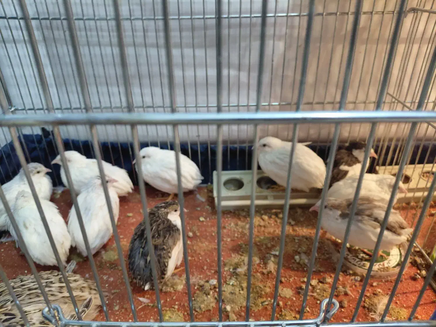 بلدرچین زینتی|پرنده|نجف‌آباد, قلعه سفید|دیوار