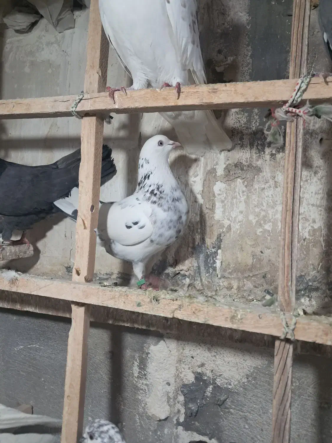 کبوتر غریب|حیوانات|کرج, کوی کارمندان جنوبی|دیوار