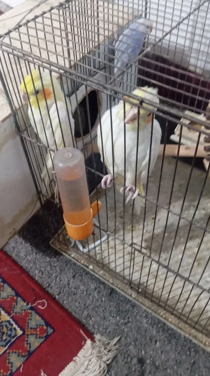 دوجفت پرنده|پرنده|شادگان, |دیوار