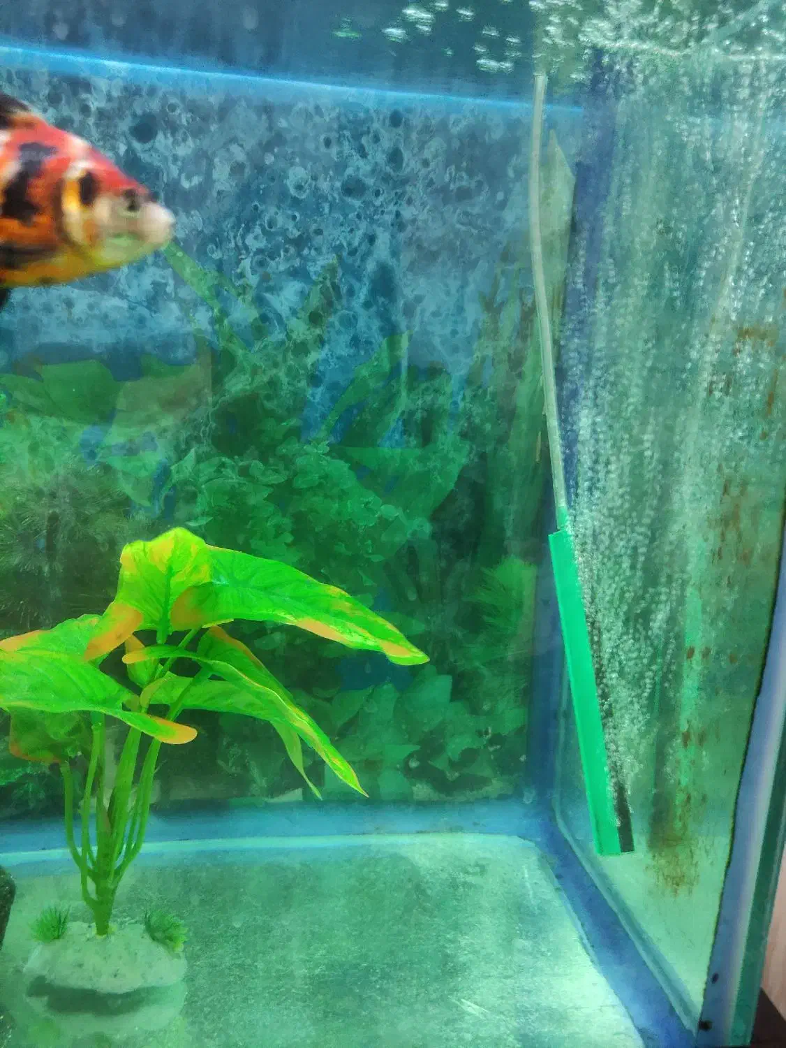 اکواریوم 100 لیتری|ماهی|پرند, فاز ۲|دیوار