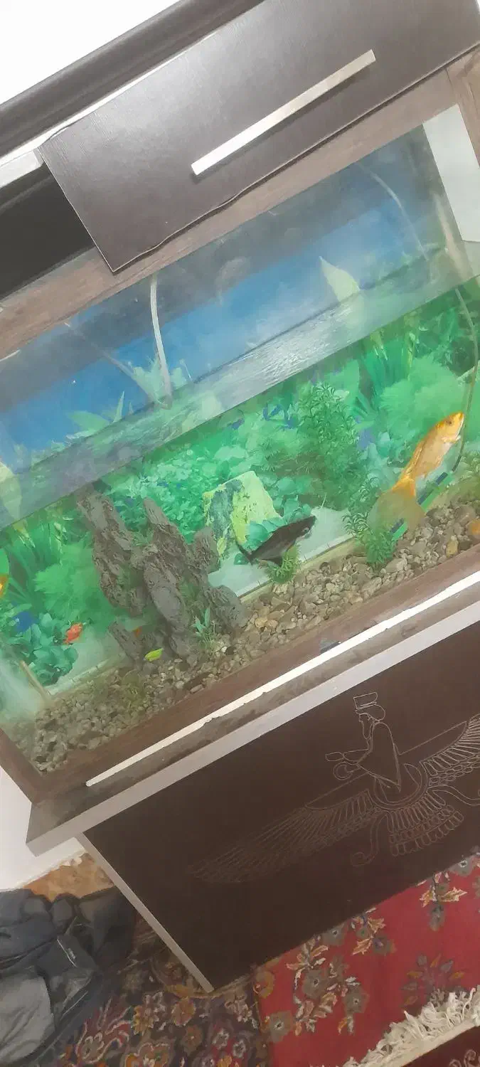 آکواریوم نو|ماهی|سبزوار, قاضی زاد|دیوار