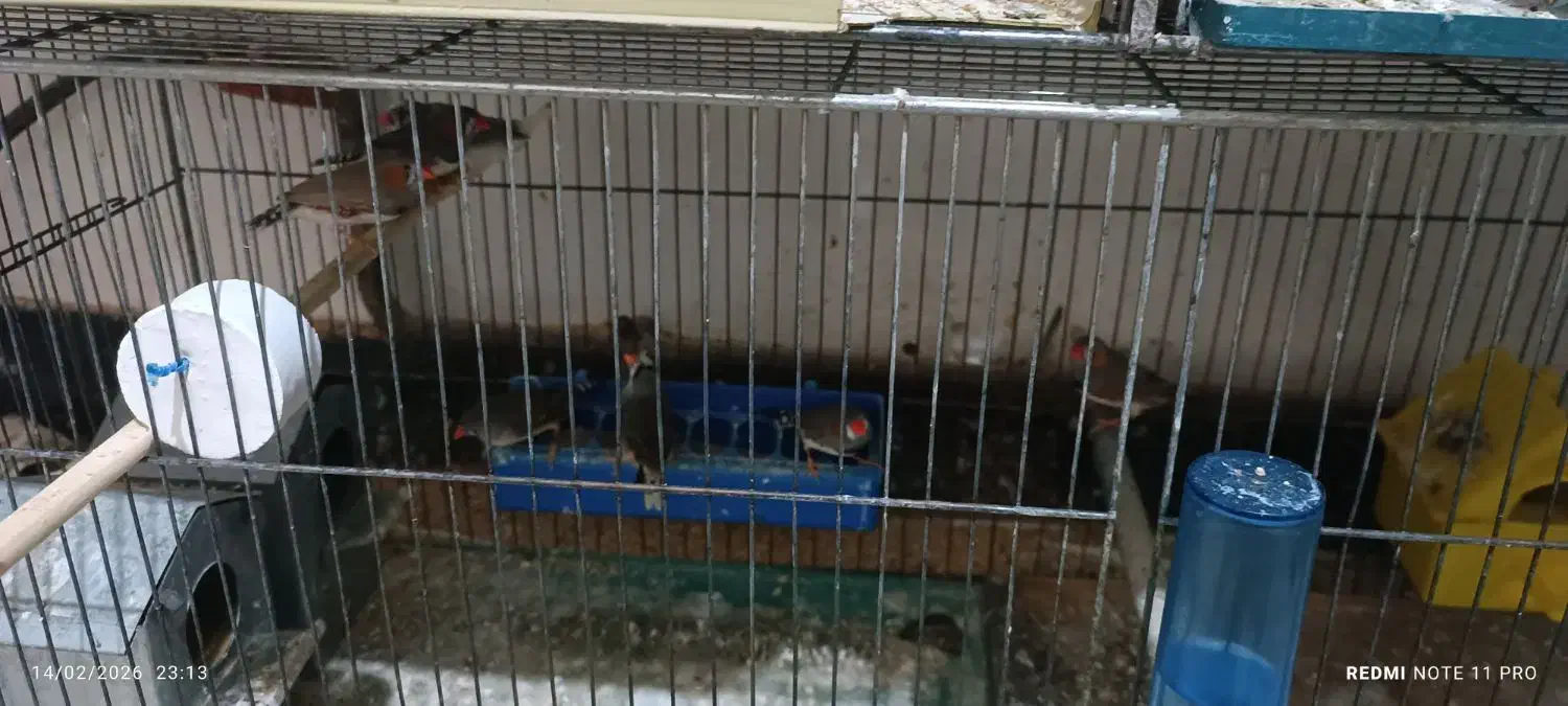 فنج مولد|پرنده|شاهین دژ, |دیوار