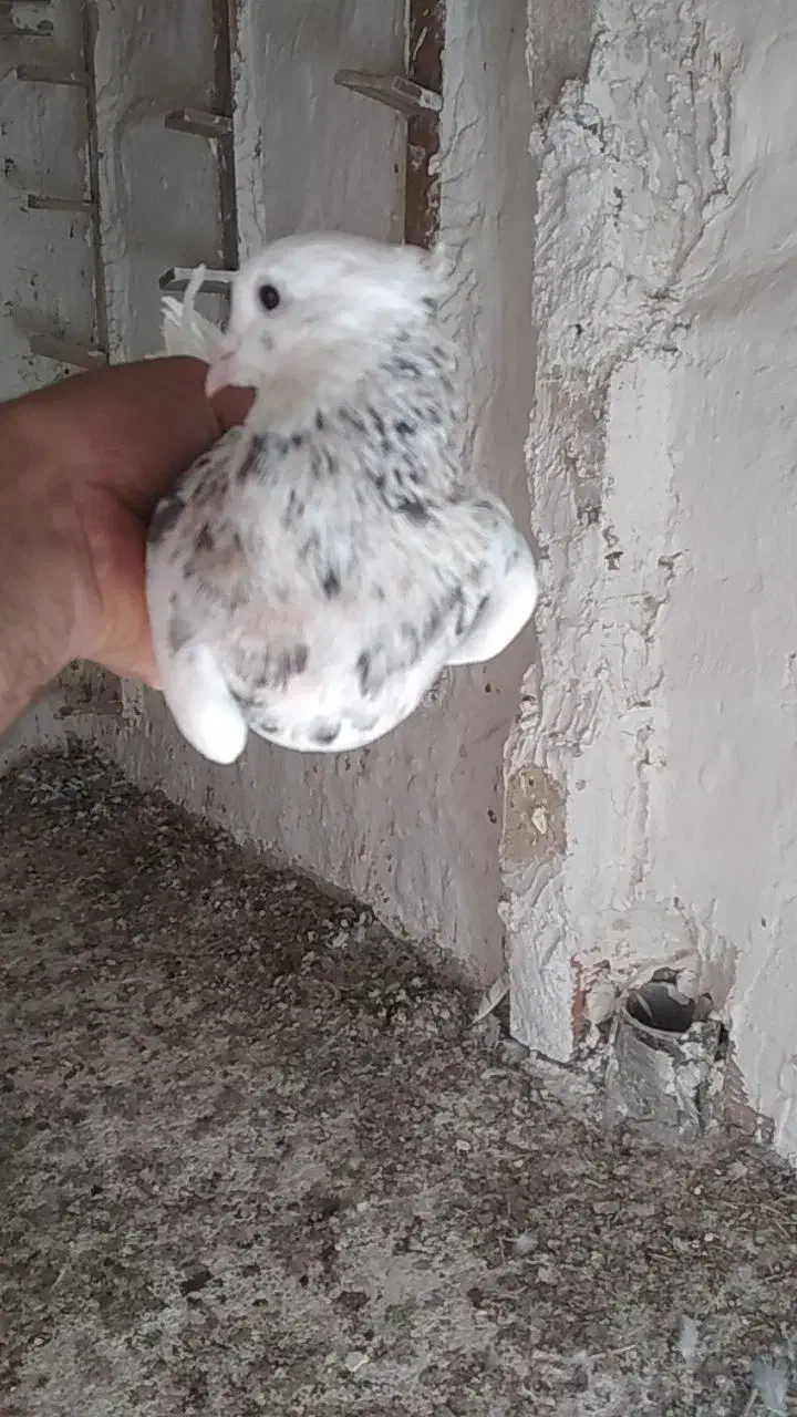 دو عدد طوقی نرماده|پرنده|شیروان (خراسان), |دیوار