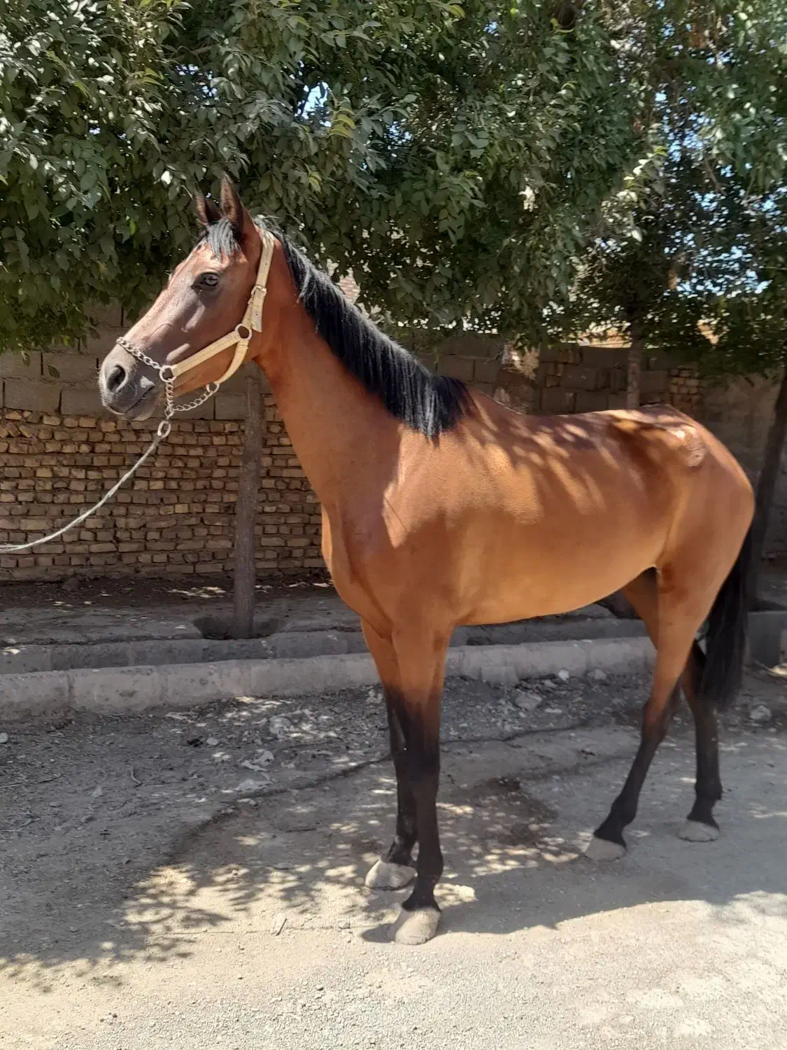 اسب|اسب و تجهیزات اسبسواری|سبزوار, امام خمینی (ناوی)|دیوار