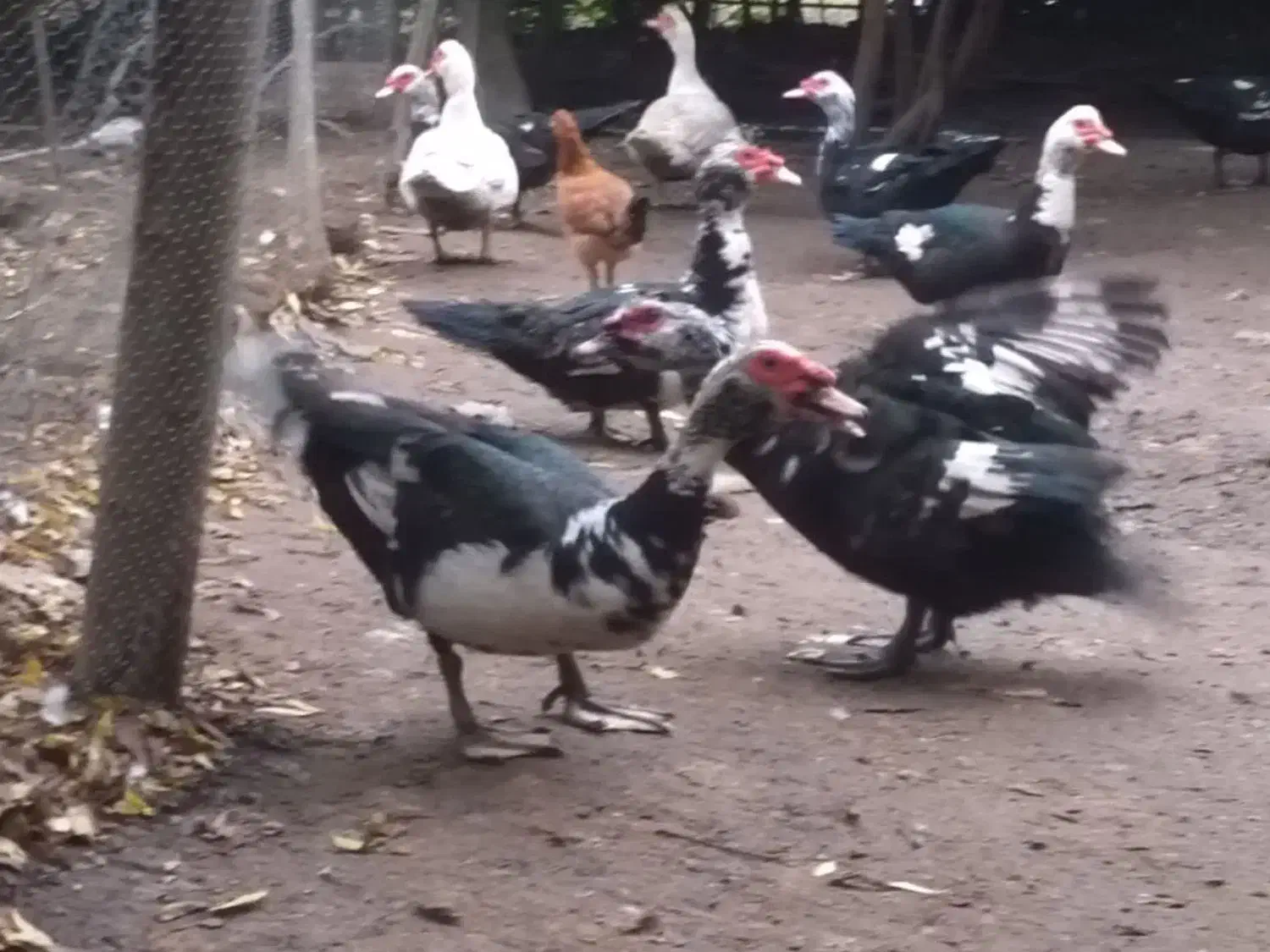 فروش اردک اسراییلی نر درشت وسنگین بالای چهار کیلو|حیوانات مزرعه|بابلسر, |دیوار