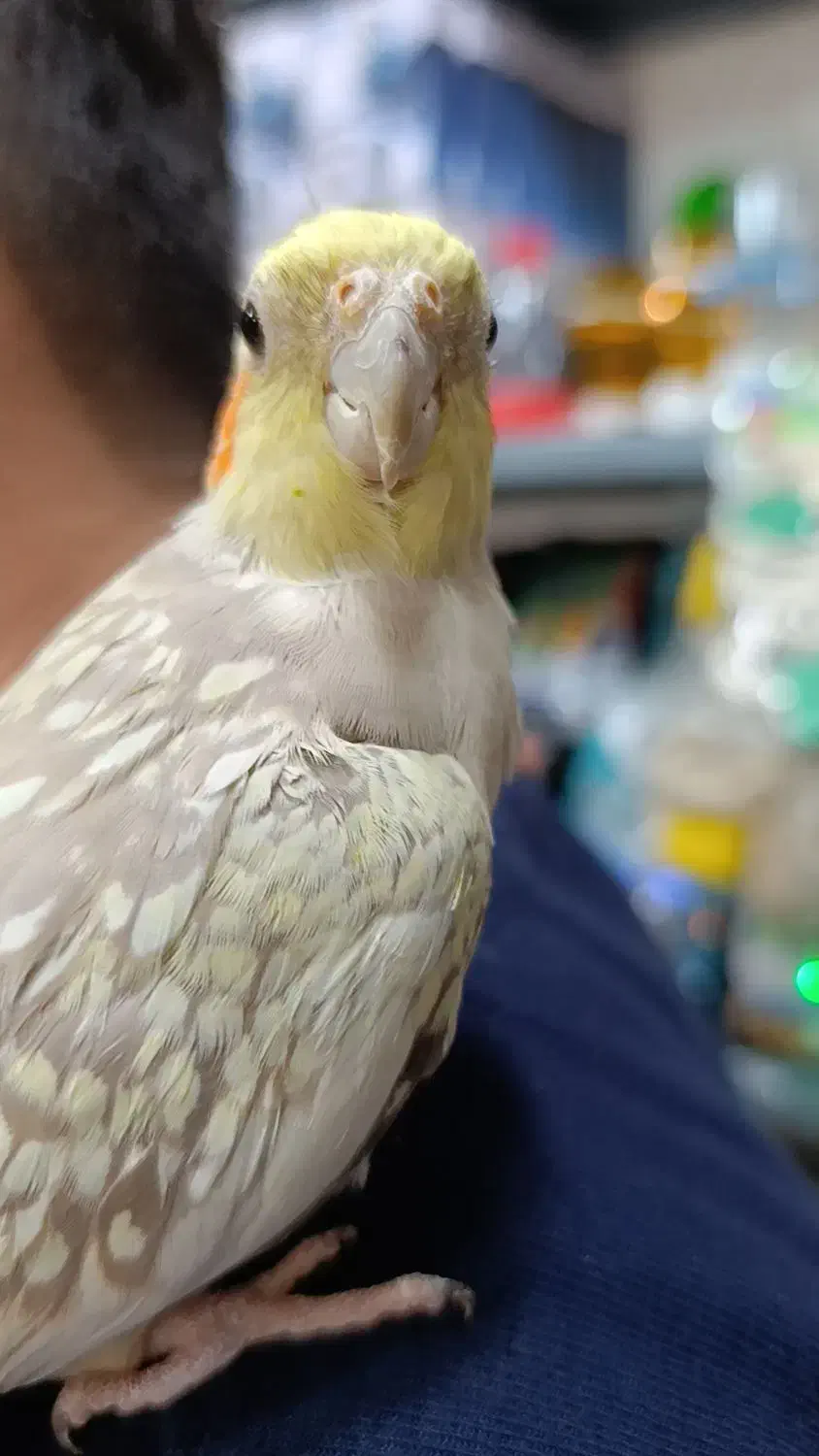 انواع پرنده و وسایل پرنده|پرنده|صومعه‌سرا, |دیوار