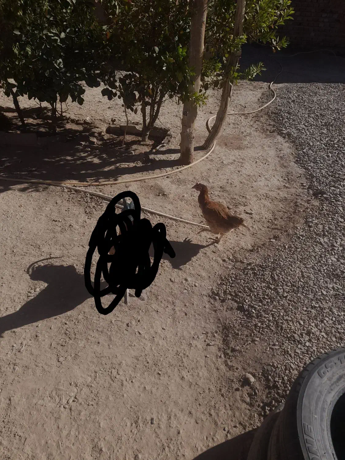 فوری|حیوانات مزرعه|خاش, |دیوار