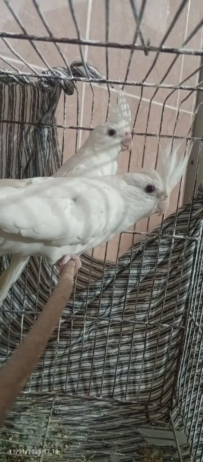 عروس هلندی|پرنده|فاضل آباد, |دیوار