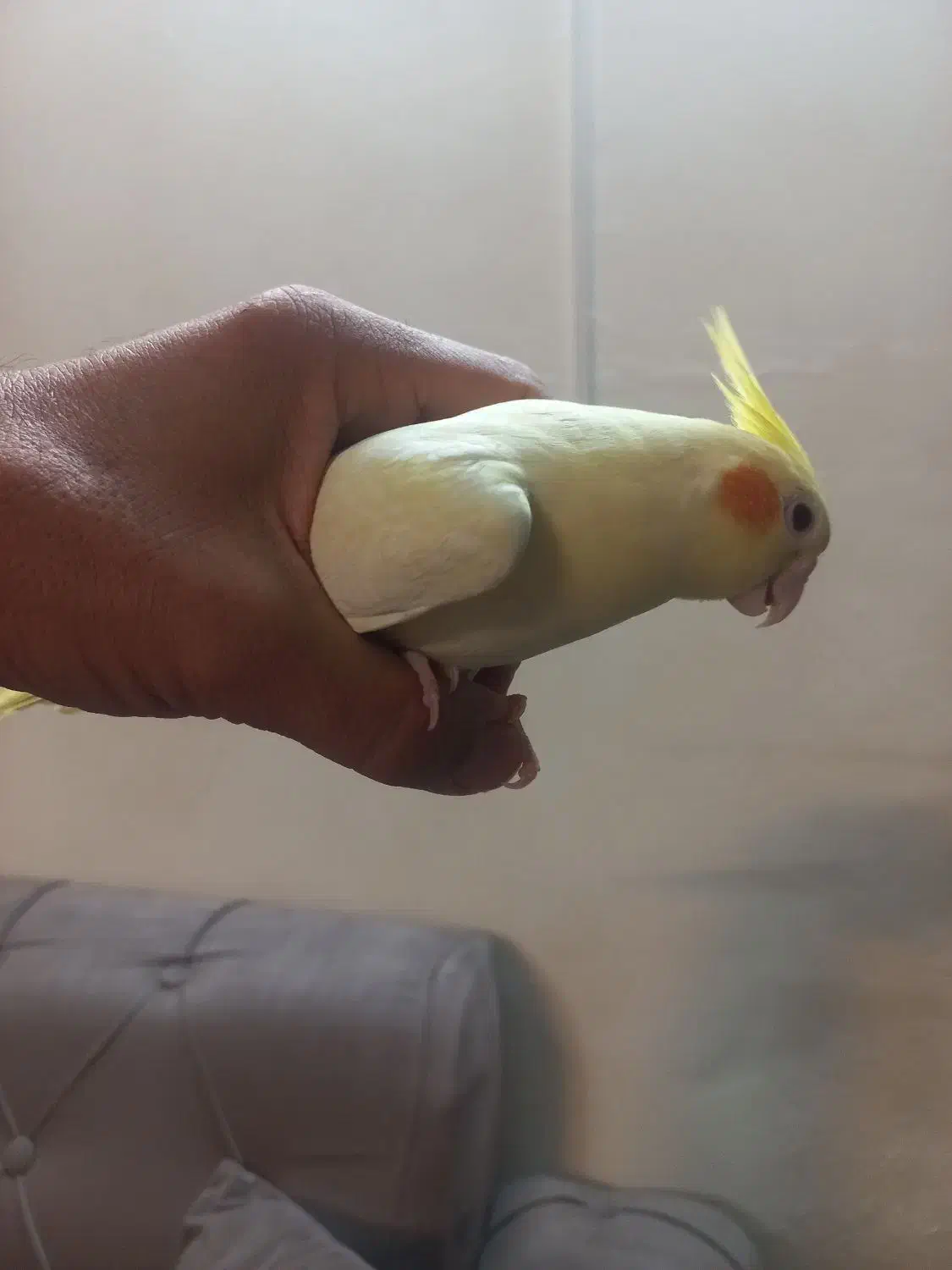 عروس هلندی|پرنده|تهران, دانشگاه شریف|دیوار