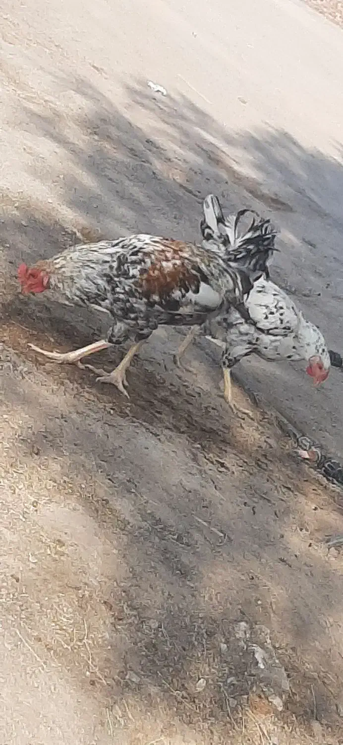 مرغ و خروس فروشی محلی|حیوانات مزرعه|کورین, |دیوار