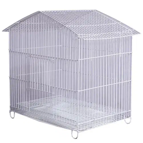 طوطی پیدا شده|حیوانات|تهران, توحید|دیوار