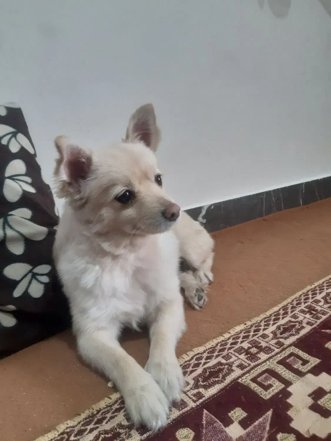 سگ باهوش آپارتمانی|سگ|پاکدشت, پاکدشت (مامازند)|دیوار