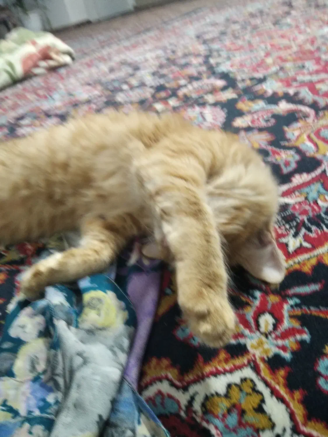 حیوان خانگی|گربه|گلبهار, شهر جدید گلبهار|دیوار