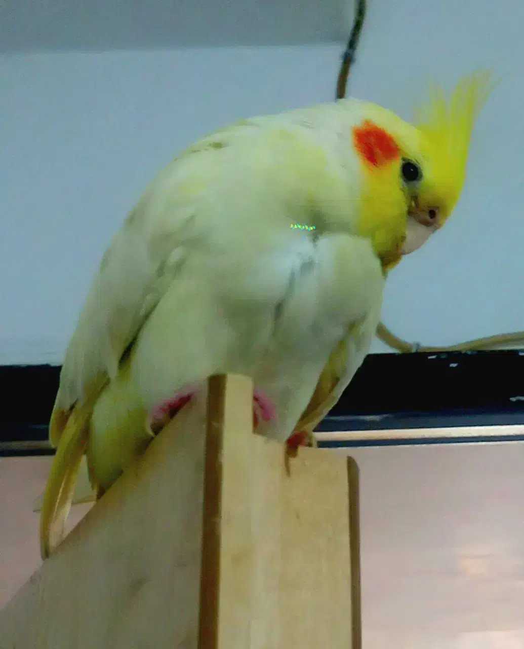 عروس هلندی گمشده محدوده شهرک نصر|حیوانات|کرمانشاه, |دیوار