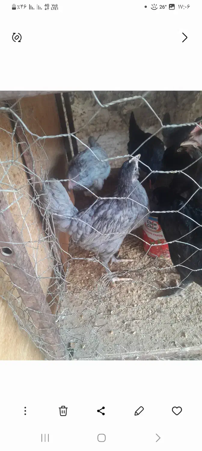 نیمچه باری اصل محلی|حیوانات مزرعه|خورموج, |دیوار