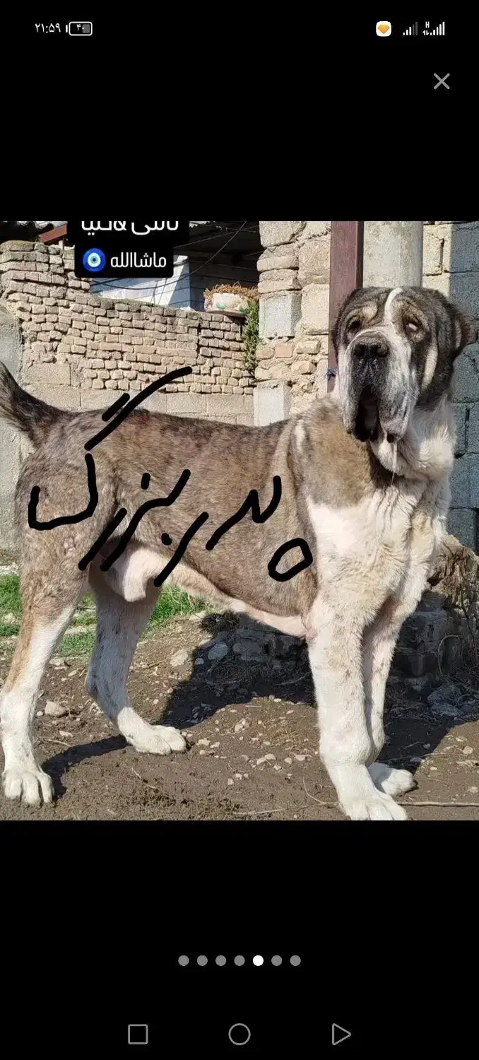 توله سگ|سگ|نیشابور, مازول|دیوار