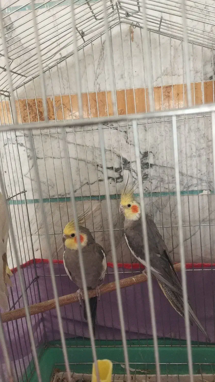 عروس هلندی|پرنده|الیگودرز, |دیوار