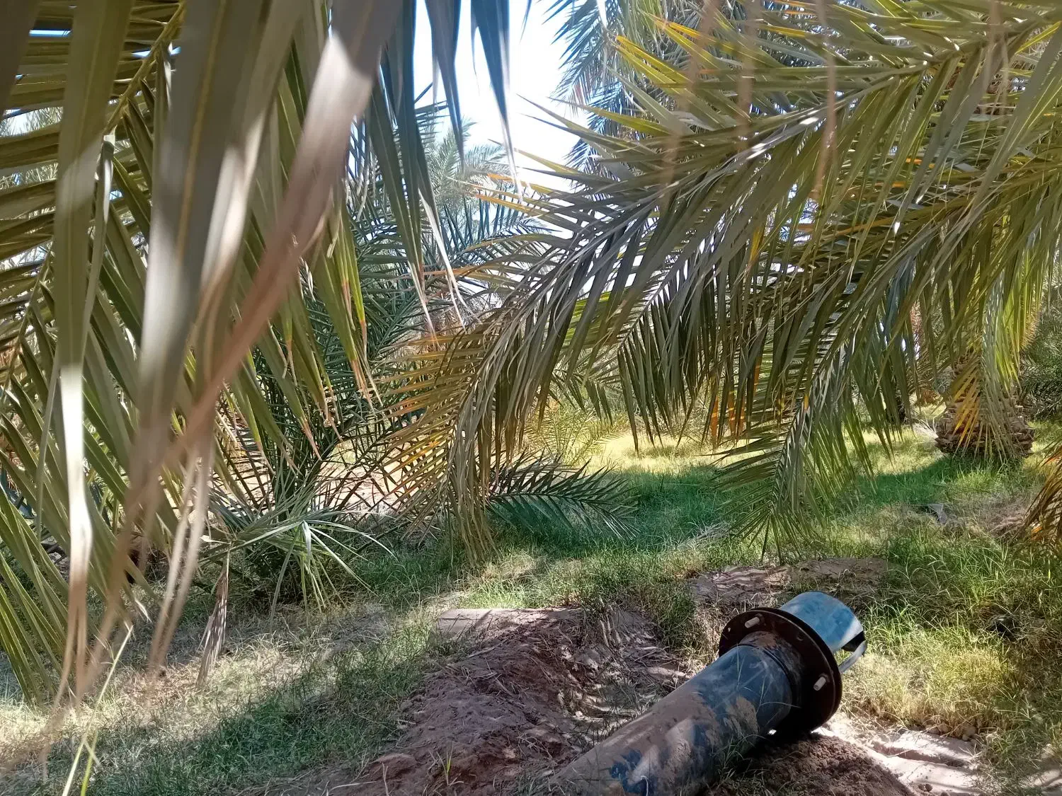 باغ کشاورزی|فروش دفتر صنعتی، کشاورزی، تجاری|ریگان, |دیوار