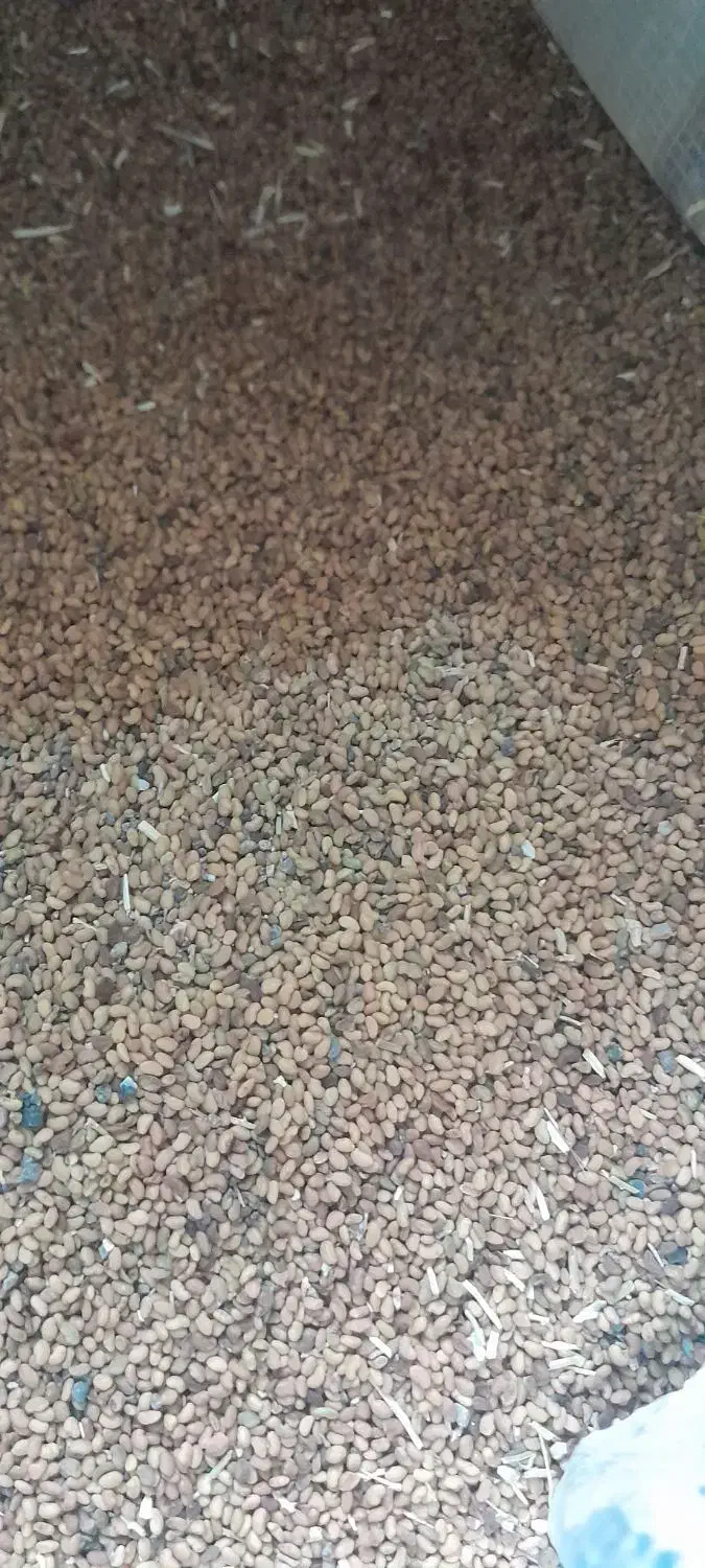 بزریونجه درجه یک|گل و گیاه طبیعی|جیرفت, |دیوار