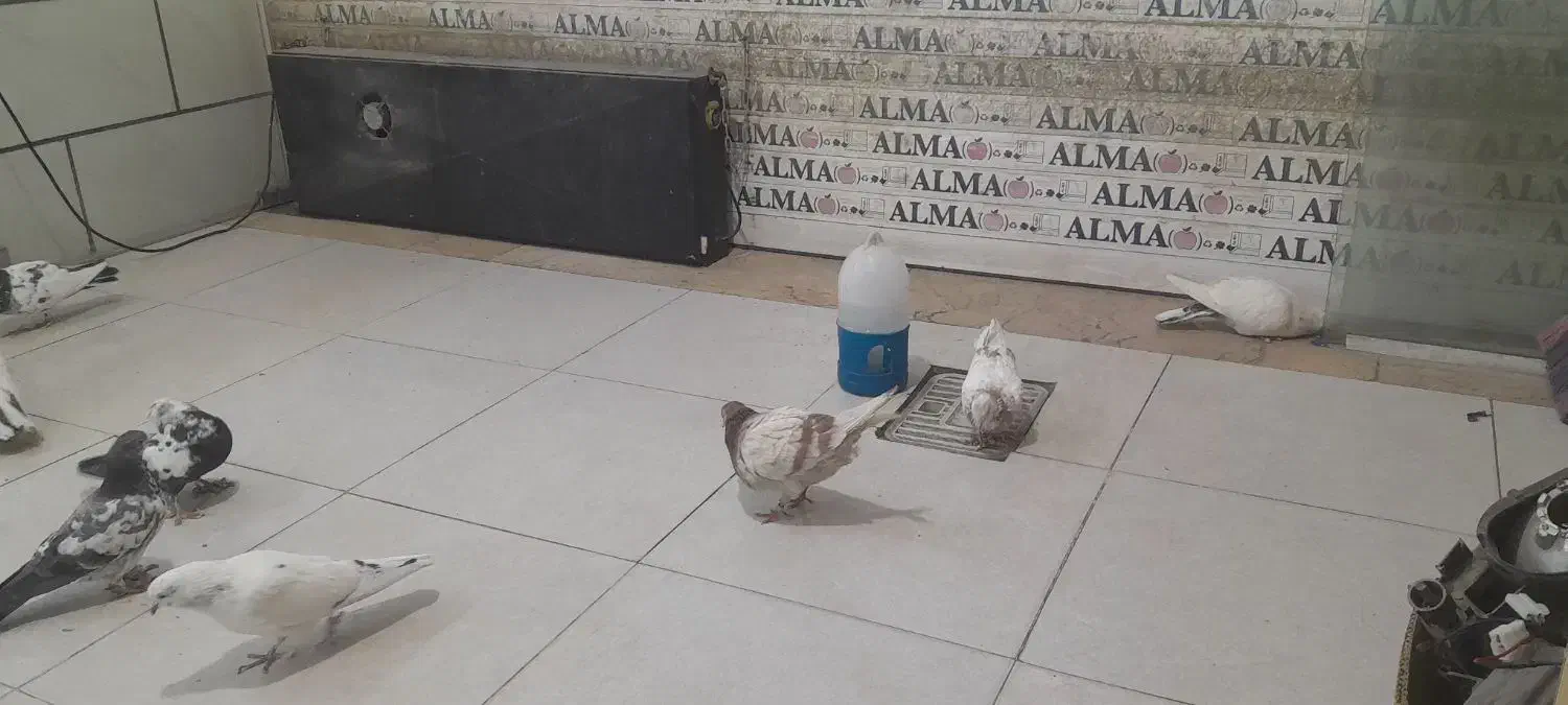 کبوتر|پرنده|محمدشهر, کوی بهار|دیوار