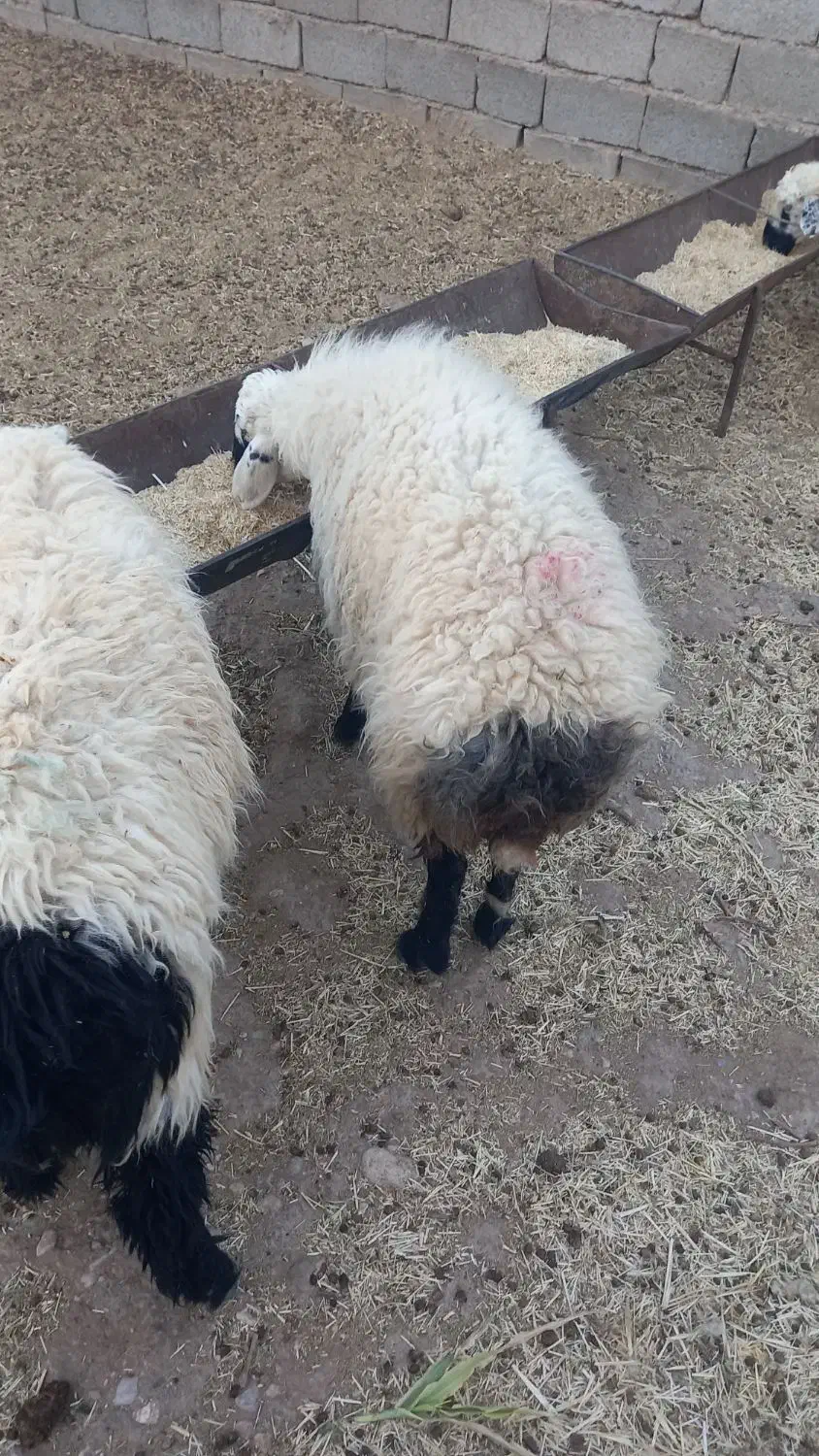 بره نر سفت چاق|حیوانات مزرعه|زیرکوه, |دیوار