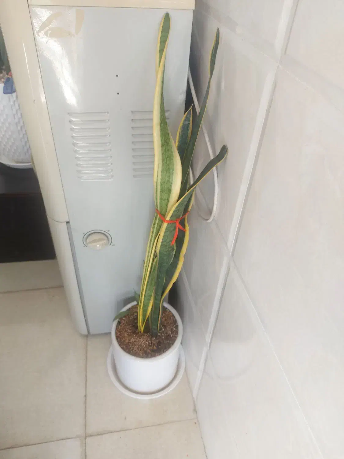 گل طبیعی،سانسوریا،زاموفیلیا،یوکا،کاکتوس|گل و گیاه طبیعی|قم, کوه سفید|دیوار