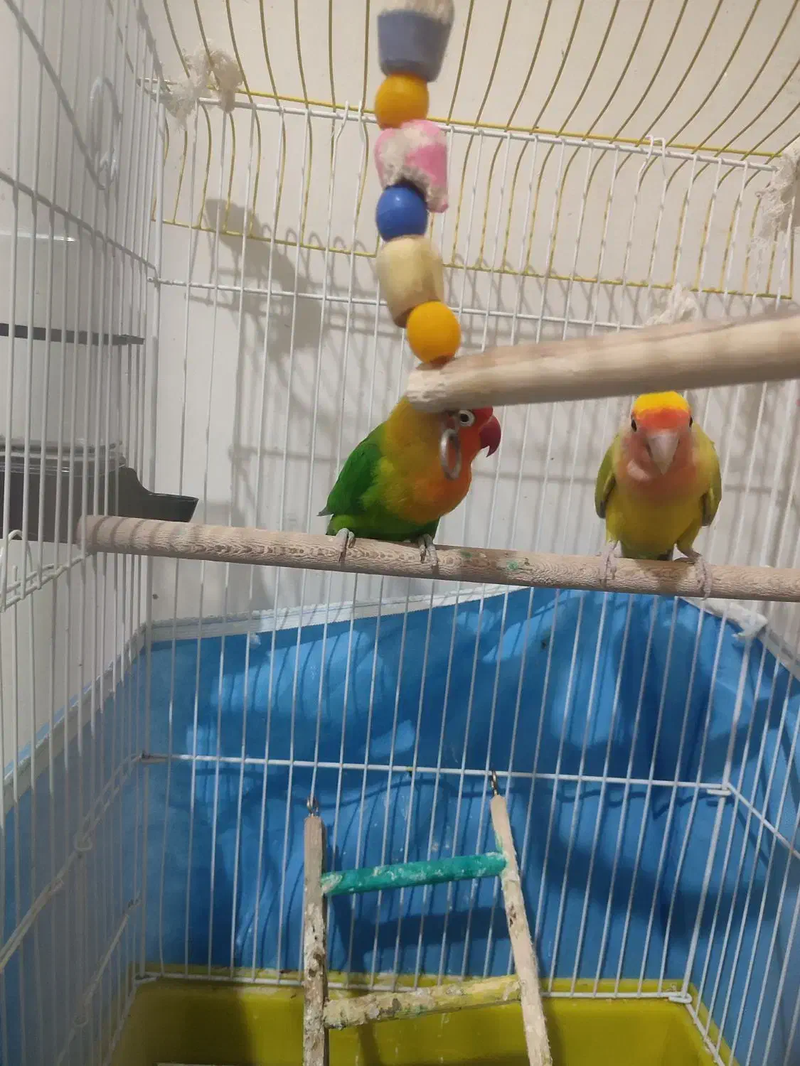 سه عدد طوطی برزیلی|پرنده|اشتهارد, |دیوار