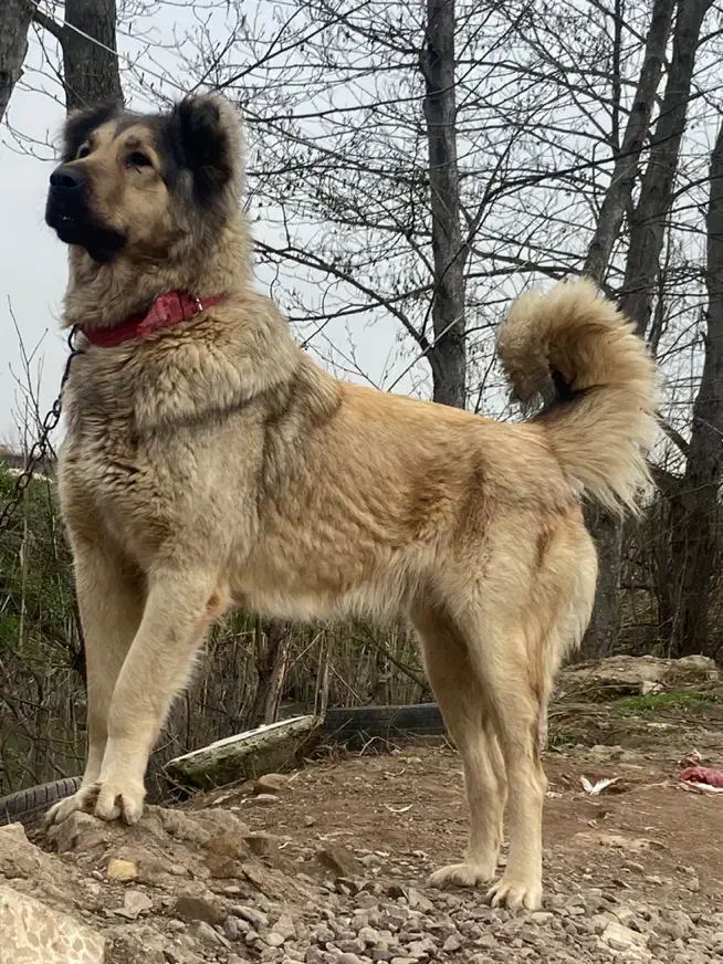 سگ سرابی|سگ|رشت, معلم|دیوار