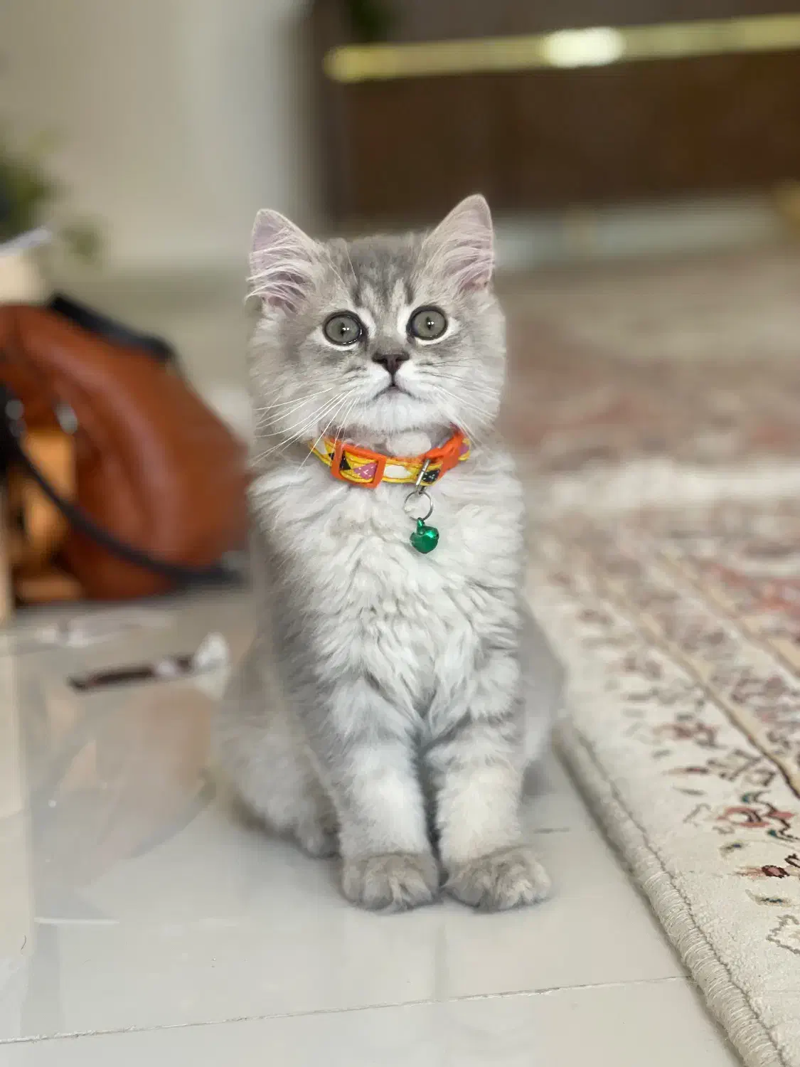 گربه ی میکس بریتیش پرشین ۵ ماهه|گربه|شاهرود, |دیوار