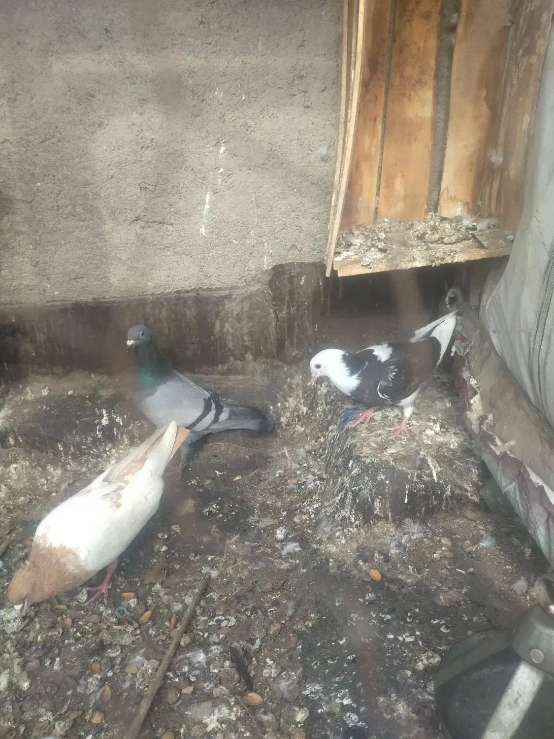 کفتر|پرنده|مشهد, کلاته برفی|دیوار