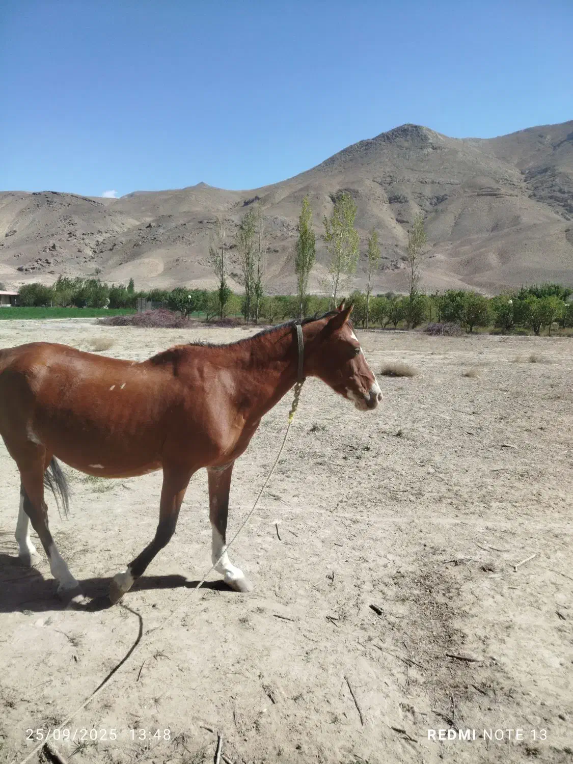 اسب مادیان|اسب و تجهیزات اسبسواری|فیروزکوه, |دیوار