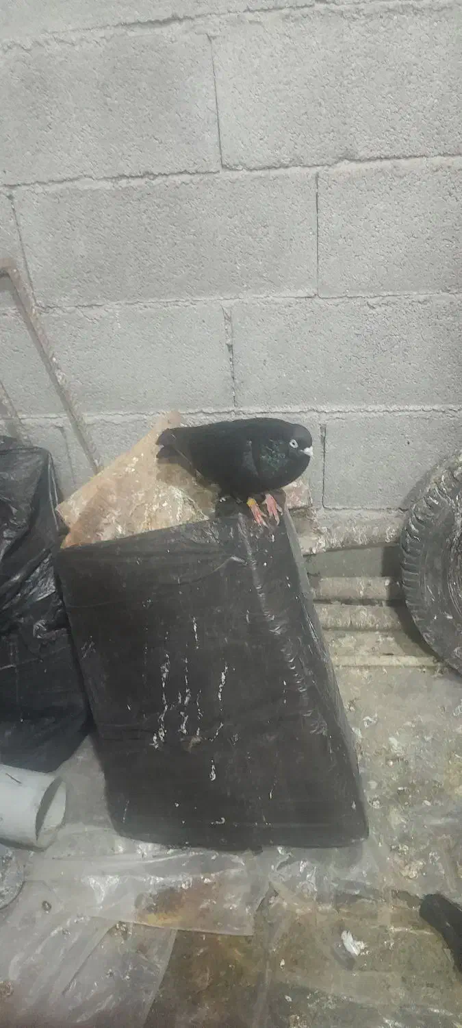 کبوتر|پرنده|بندر ماهشهر, |دیوار