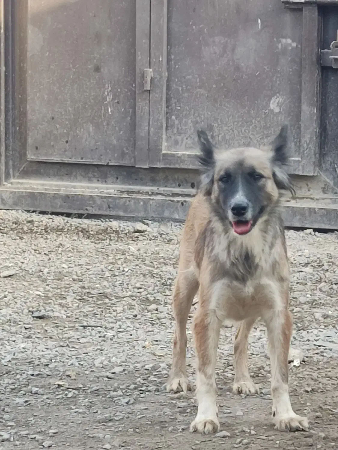 واگذاری توله ۴ماهه|سگ|مشهد, صیدآباد|دیوار