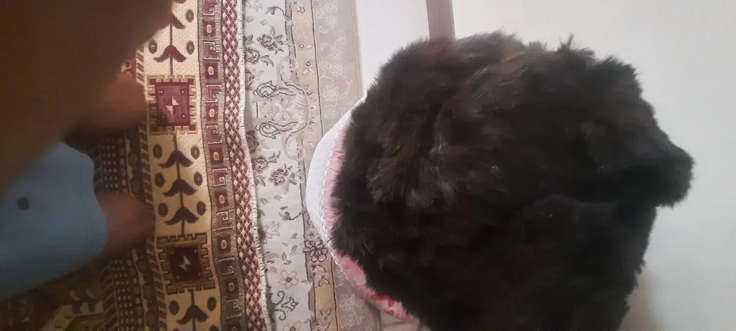 کلاه‌روسی|لباس|تهران, دکتر هوشیار|دیوار