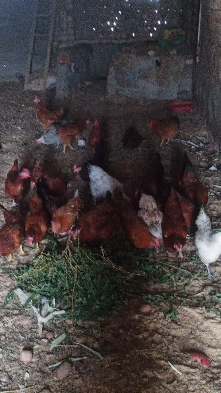 مرغ رسمی اصل|حیوانات مزرعه|قمرود, |دیوار