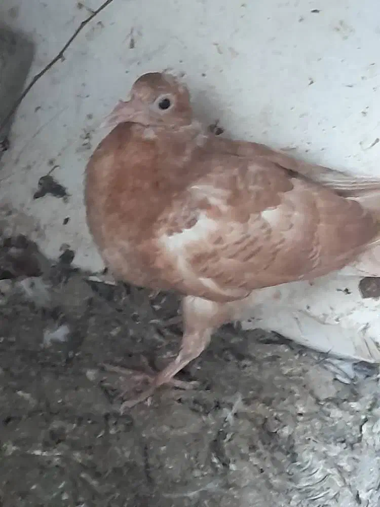 ماده زرد کرمونی همراه جوجه|پرنده|بهنمیر, |دیوار