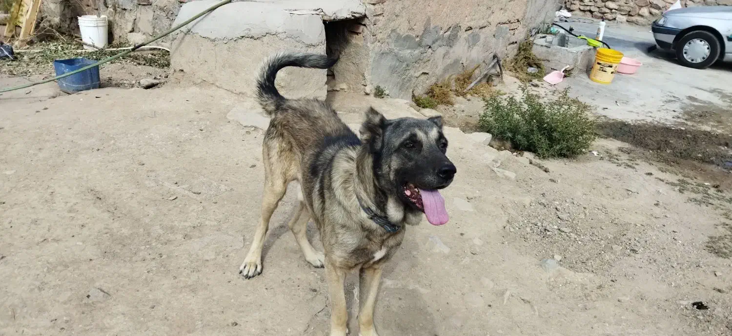 سگ سرابی|سگ|بستان آباد, |دیوار