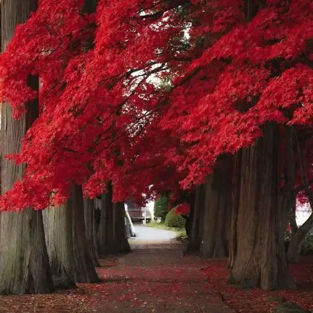 موی بدون رنگ|آرایشی، بهداشتی، درمانی|قم, نیروگاه|دیوار