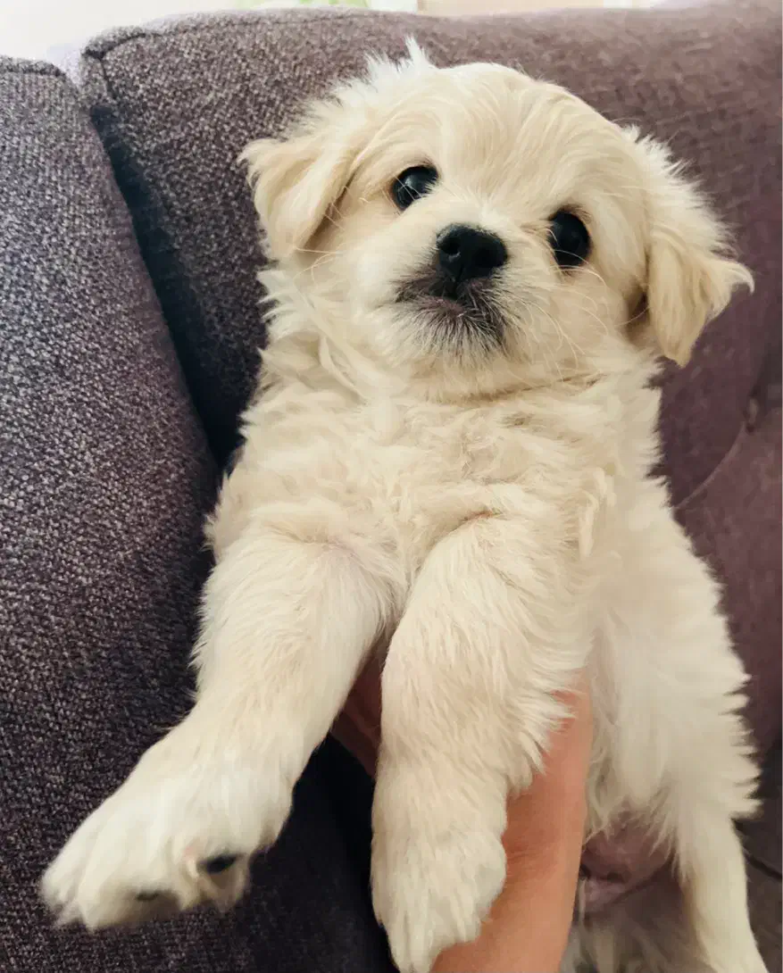 توله|سگ|مشهد, وکیلآباد|دیوار