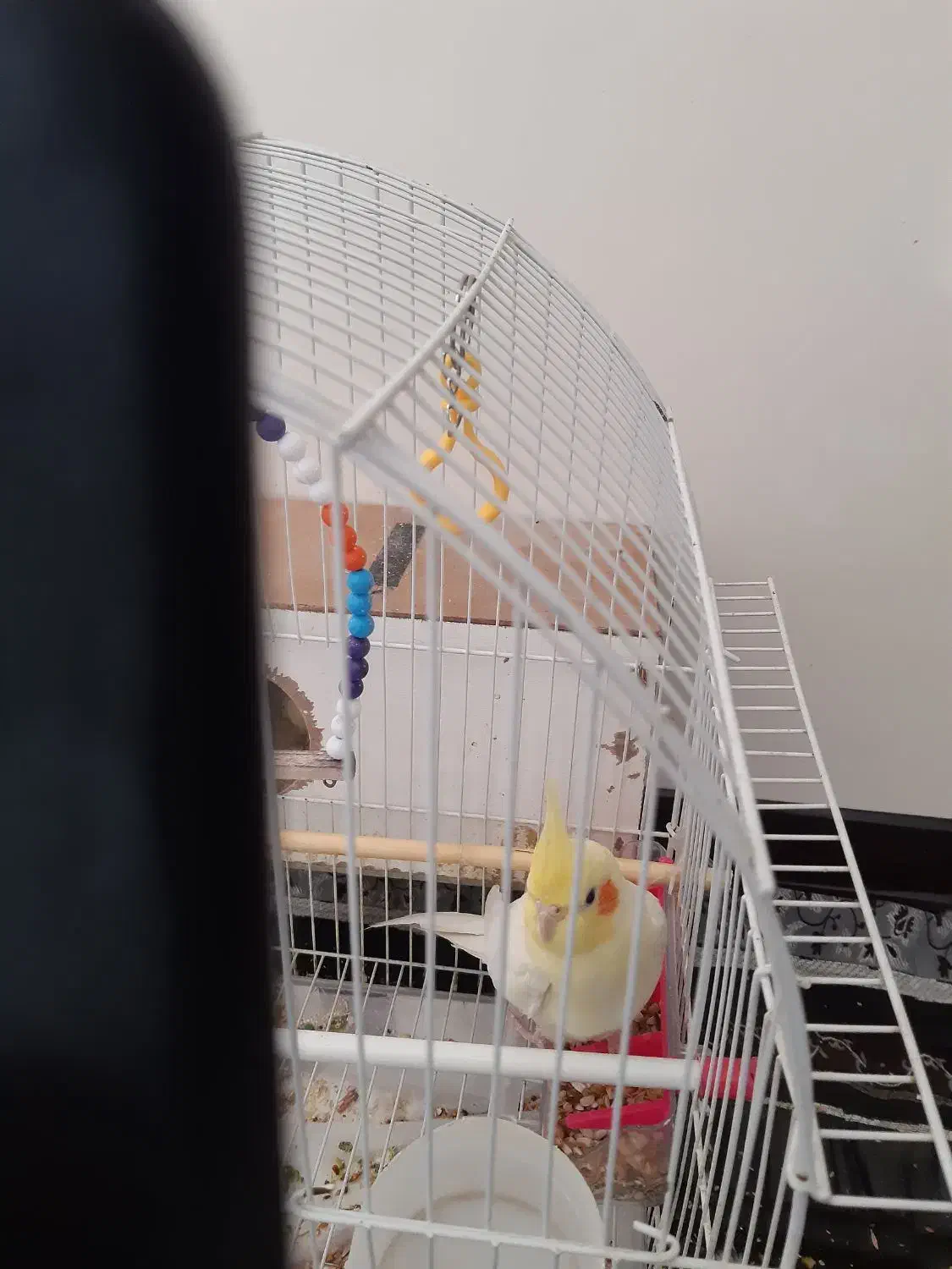 یک عروس هلندی لوتینو نر دارم یک ملیون دویست|پرنده|شیروان (خراسان), |دیوار