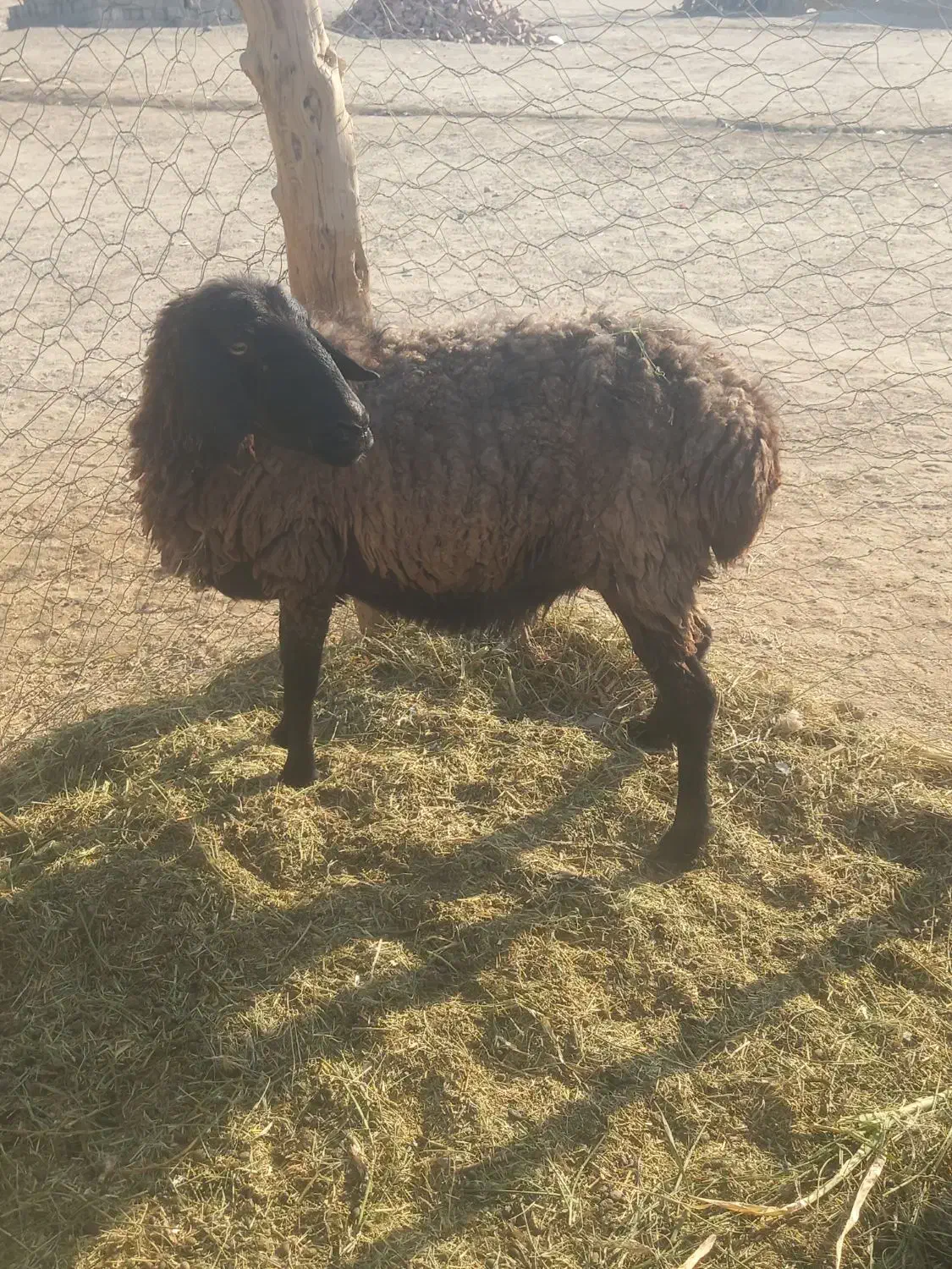 ۲ تا گوسفند چاق و چله|حیوانات مزرعه|ریگ ملک, |دیوار