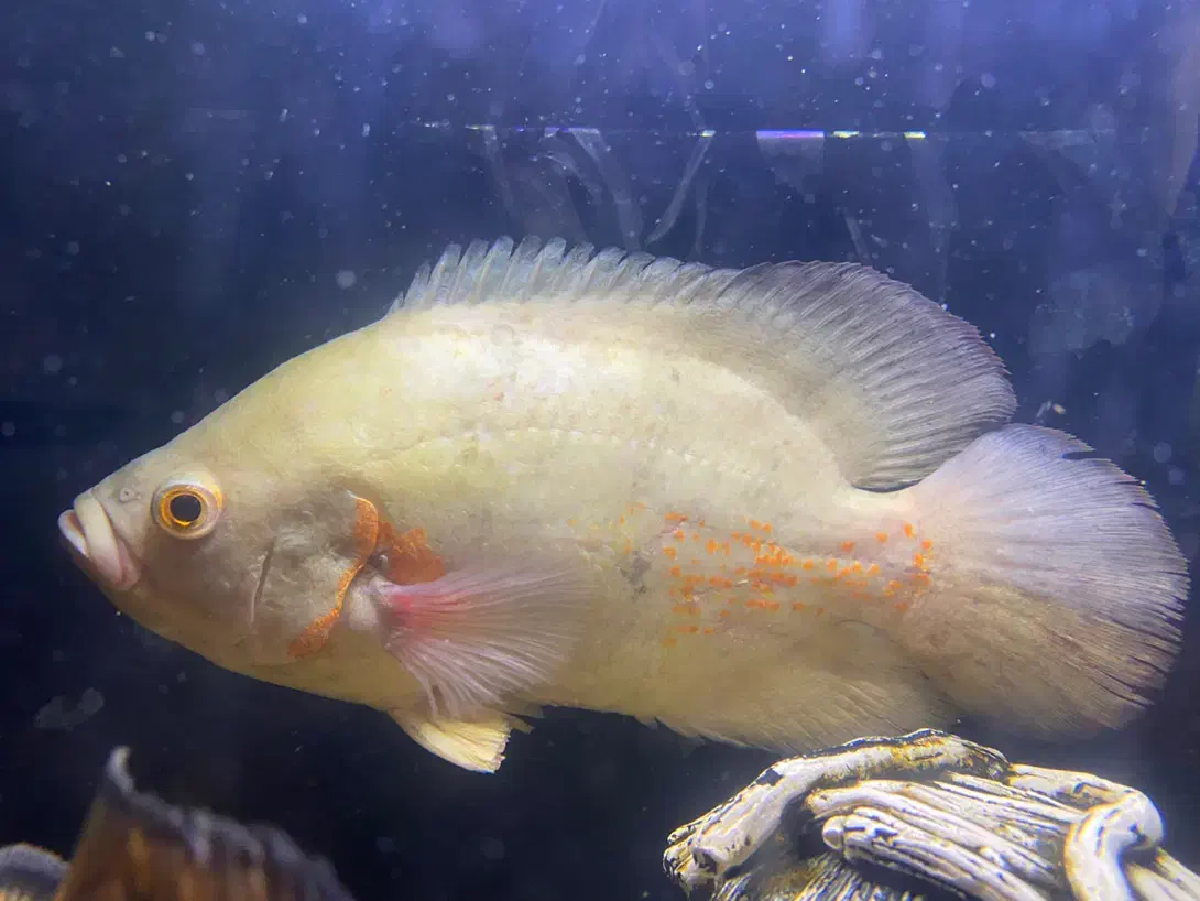 اسکار البینو درشت|ماهی|کرمان, |دیوار