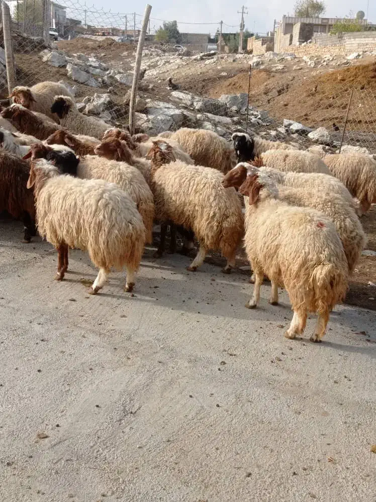 فروش سی بره صادراتی|حیوانات مزرعه|هندمینی, |دیوار