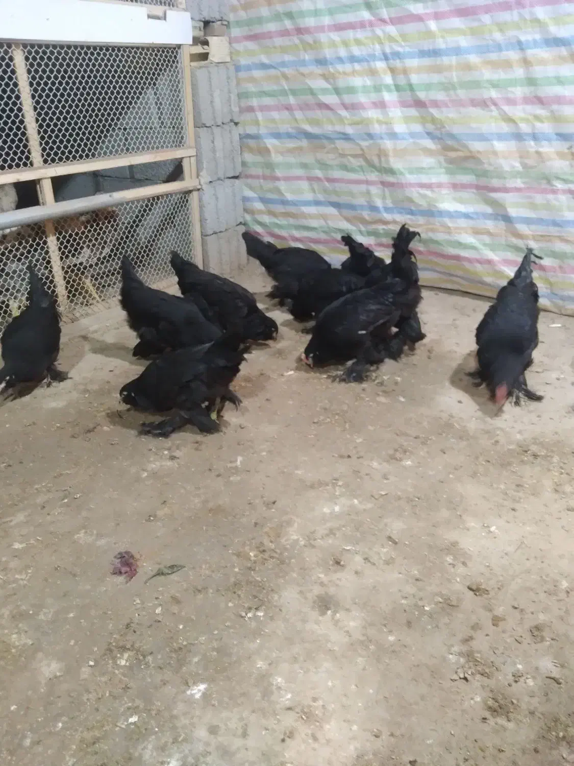 جوجه مرند سیاه|حیوانات مزرعه|تبریز, |دیوار