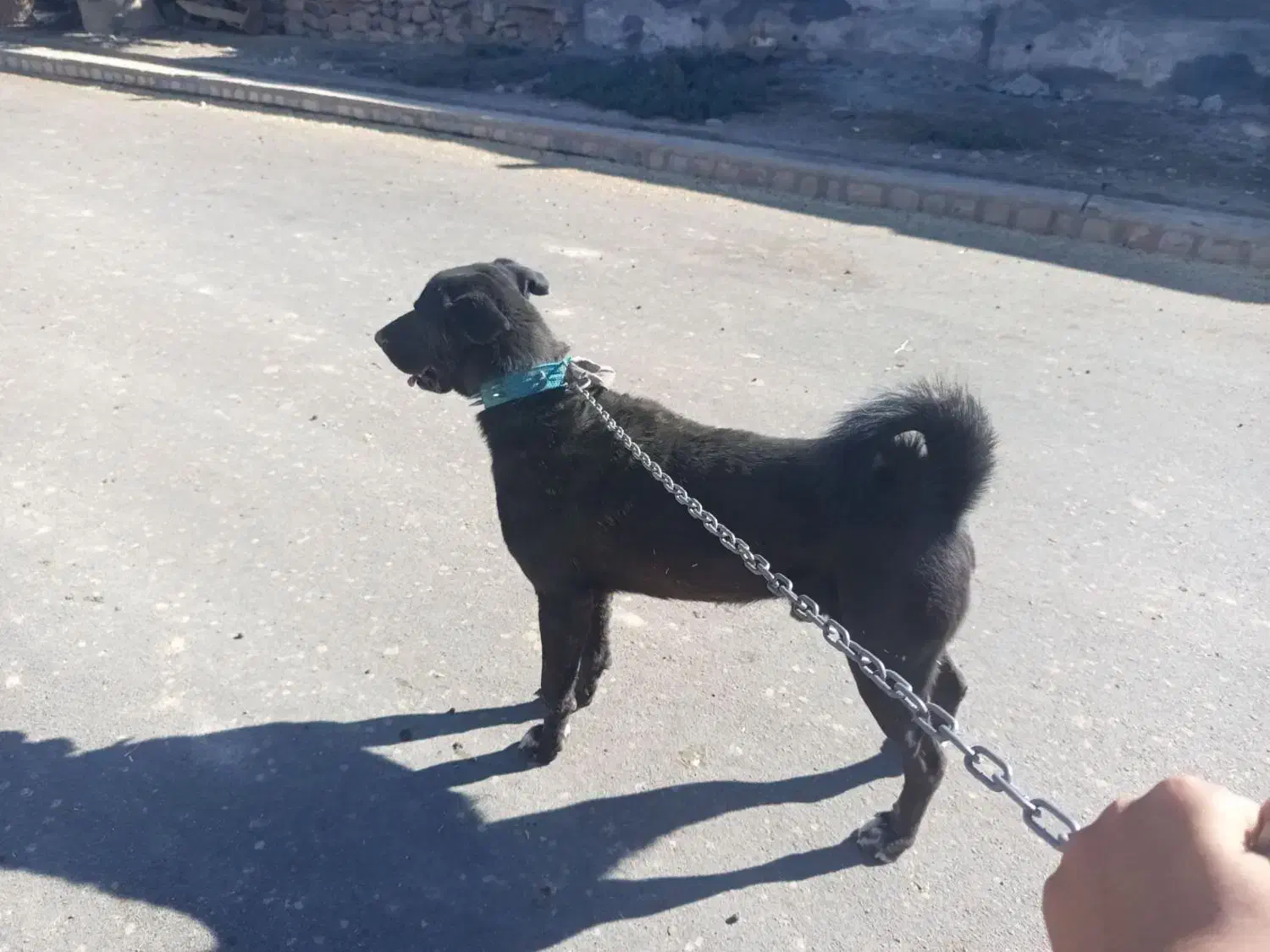 سگ سرابی|سگ|بیلوار, |دیوار