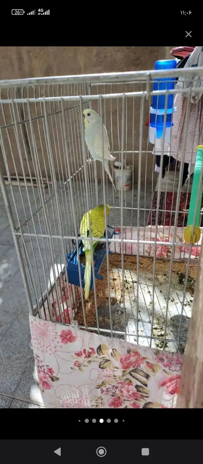 ۶عدد مرغ عشق معاوضه با قناری نر|پرنده|لاران, |دیوار